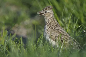 <b class=qtipBold><figcaption>Skylark -Alauda arvensis-</figcaption></b><br><em>© This content is subject to copyright.</em> Skylark -Alauda arvensis-