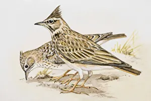 Skylark (Alauda arvensis), two birds standing side by side, one of them pecking, side view Skylark (Alauda arvensis), two birds standing side by side, one of them pecking, side view