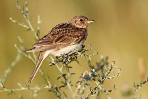 Skylark -Alauda arvensis-, perched on a grassy plant, Apetlon, Lake Neusiedl, Burgenland Skylark -Alauda arvensis-, perched on a grassy plant, Apetlon, Lake Neusiedl, Burgenland