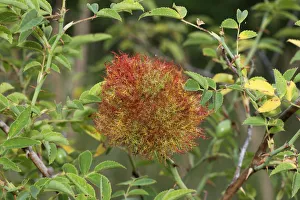 Sleep apple or bedeguare of the Gall wasp -Cynipidae-, on a dog rose -Rosa canina Sleep apple or bedeguare of the Gall wasp -Cynipidae-, on a dog rose -Rosa canina