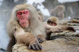 Images Dated 3rd March 2012: Sleeping beauty - Jigokudani Snow Monkey Park