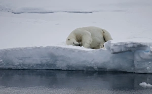 <b class=qtipBold><figcaption>Sleeping At The Edge</figcaption></b><br>Polar bear sleeping at the edge of an ice floe north of Svalbard.<br><em>© �� 2016 Wildestanimal</em> Sleeping At The Edge