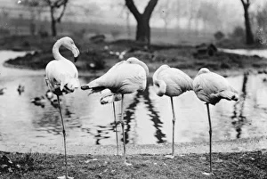 <b class=qtipBold><figcaption>Sleeping Flamingoes</figcaption></b><br>February 1907: Three flamingoes sleep standing on one leg, while one looks on. (Photo by Topical Press Agency/Getty Images) Sleeping Flamingoes