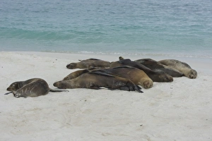 Sleeping Galapagos Sea Lions -Zalophus wollebaeki-, Espanola Island, Galapagos Islands Sleeping Galapagos Sea Lions -Zalophus wollebaeki-, Espanola Island, Galapagos Islands
