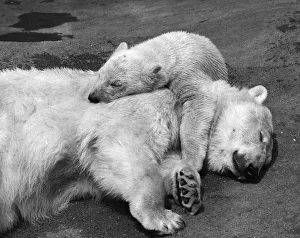 Affectionate Gallery: Sleepy Bears