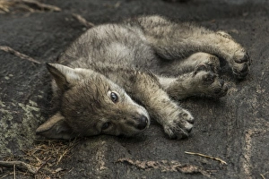 <b class=qtipBold><figcaption>Sleepy Puppy</figcaption></b><br>A Gray Wolf pup is relaxing in a rock.<br><em>© COPYRIGHT 2016</em> Sleepy Puppy