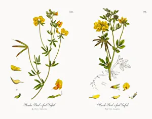 Slender Birdas-foot Trefoil, Lotus tenuis, Victorian Botanical Illustration, 1863 Slender Birdas-foot Trefoil, Lotus tenuis, Victorian Botanical Illustration, 1863