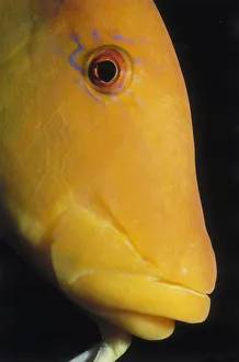 <b class=qtipBold><figcaption>Slingjaw Wrasse</figcaption></b><br>Jeff Rotman Underwater Photography, a0106-000243 Slingjaw Wrasse