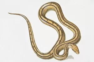 Images Dated 19th July 2006: Slithering yellow-brown snake (Serpentes) with two black lines running along body, view from above