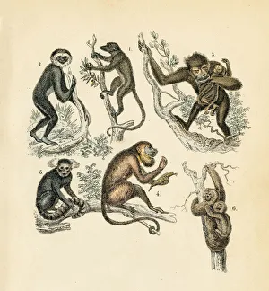 Sloth, maki, gibbon, chimpanze engraving 1872 Sloth, maki, gibbon, chimpanze engraving 1872