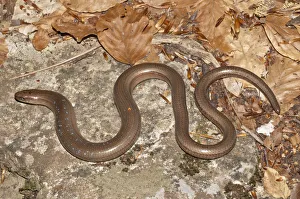 Slow Worm -Anguis fragilis- with blue spots basking in the sun, Mount Olympus, Litochoro, Central Macedonia, Greece Slow Worm -Anguis fragilis- with blue spots basking in the sun, Mount Olympus, Litochoro, Central Macedonia, Greece