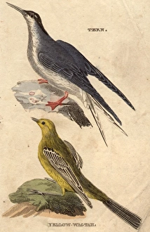 Small Birds