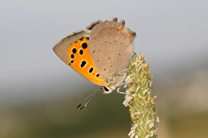 Small Copper -Lycaena phlaeas- basking on a grass flower, Altenseelbach, Neunkirchen Small Copper -Lycaena phlaeas- basking on a grass flower, Altenseelbach, Neunkirchen