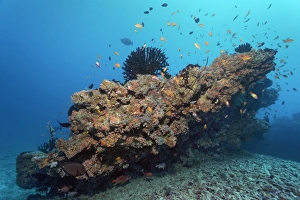 Small coral reef with Tubastrea micranthus sun coral -Tubastrea micranthus-, and Dendrophyllia gracilis coral -Dendrophyllia gracilis-, stony corals, Embudu channel, Indian Ocean, Tilla, South Male Atoll, Maldives Small coral reef with Tubastrea micranthus sun coral -Tubastrea micranthus-, and Dendrophyllia gracilis coral -Dendrophyllia gracilis-, stony corals, Embudu channel, Indian Ocean, Tilla, South Male Atoll, Maldives