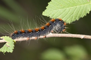 Small Eggar moth -Eriogaster lanestris-, adult caterpillar, Lake Kerkini region, Greece, Europe Small Eggar moth -Eriogaster lanestris-, adult caterpillar, Lake Kerkini region, Greece, Europe