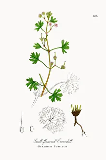 Small-flowered Cranesbill, Geranium Pusillum, Victorian Botanical Illustration, 1863 Small-flowered Cranesbill, Geranium Pusillum, Victorian Botanical Illustration, 1863