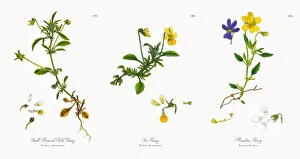 Small-Flowered Field Pansy, Viola Arvensis, Victorian Botanical Illustration, 1863 Small-Flowered Field Pansy, Viola Arvensis, Victorian Botanical Illustration, 1863