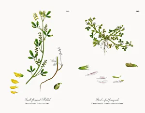 Small-flowered Melilot, Melilotus Parviflora, Victorian Botanical Illustration, 1863 Small-flowered Melilot, Melilotus Parviflora, Victorian Botanical Illustration, 1863