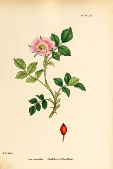 Small-flowered Sweetbriar, Rosa micrantha, Victorian Botanical Illustration, 1863 Small-flowered Sweetbriar, Rosa micrantha, Victorian Botanical Illustration, 1863