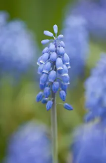 Small Grape Hyacinth -Muscari botryoides-, flowers, Thuringia, Germany Small Grape Hyacinth -Muscari botryoides-, flowers, Thuringia, Germany