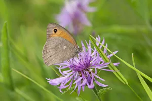 Small Heath butterfly -Coenonympha pamphilus-, Geneva, Genf, Switzerland Small Heath butterfly -Coenonympha pamphilus-, Geneva, Genf, Switzerland