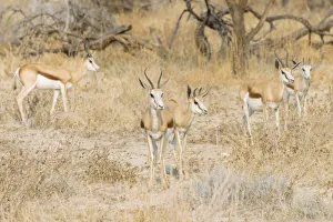 Small herd of Springboks -Antidorcas marsupialis-, Etosha National Park, Namibia Small herd of Springboks -Antidorcas marsupialis-, Etosha National Park, Namibia