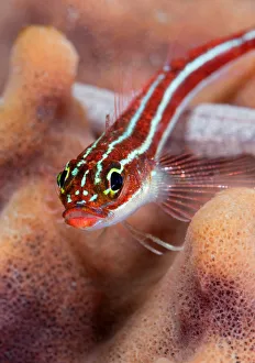 <b class=qtipBold><figcaption>Kiss</figcaption></b><br>Small red goby on the sponge. Underwater, Wildlife.<br><em>© Andrey Narchuk</em> Kiss
