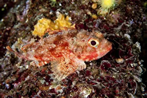 Small red scorpionfish -Scorpaena notata-, Mediterranean Sea, Croatia Small red scorpionfish -Scorpaena notata-, Mediterranean Sea, Croatia
