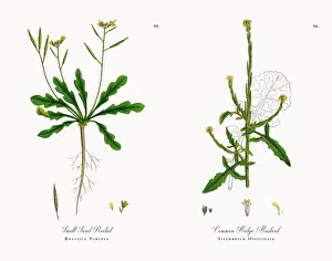 Small Sand Rocket, Brassica Viminea, Victorian Botanical Illustration, 1863 Small Sand Rocket, Brassica Viminea, Victorian Botanical Illustration, 1863
