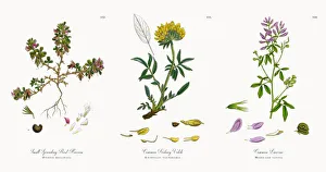 Small Spreading Rest-Harrow, Ononis reclinata, Victorian Botanical Illustration, 1863 Small Spreading Rest-Harrow, Ononis reclinata, Victorian Botanical Illustration, 1863