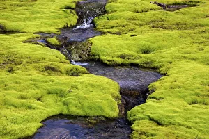 Small stream through moss, Westfjords, Iceland Small stream through moss, Westfjords, Iceland