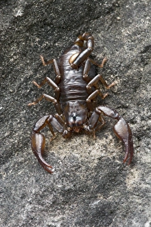 Small Wood Scorpion species -Euscorpius germanus-, Tyrol, Austria Small Wood Scorpion species -Euscorpius germanus-, Tyrol, Austria