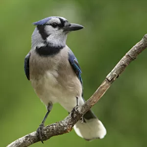 Images Dated 1st December 2011: Smart blue jay bird