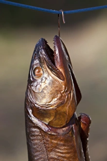 Smoked fish, Lake trout -Salvelinus namaycush- Smoked fish, Lake trout -Salvelinus namaycush-