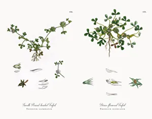 Smooth Round-headed Trefoil, Trifolium glomeratum, Victorian Botanical Illustration, 1863 Smooth Round-headed Trefoil, Trifolium glomeratum, Victorian Botanical Illustration, 1863