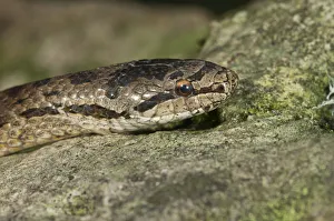 Smooth snake -Coronella austriaca-, Baden-Wurttemberg, Germany