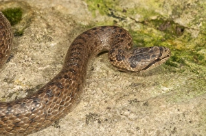 Smooth snake -Coronella austriaca-, Baden-Wurttemberg, Germany Smooth snake -Coronella austriaca-, Baden-Wurttemberg, Germany