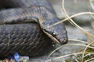 Smooth snake (Coronella austriaca)