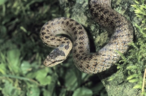 Smooth Snake (Coronella austriaca)