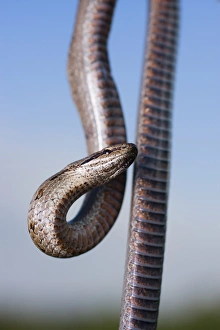 Smooth snake (Coronella austriaca)