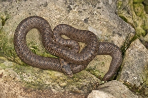 Smooth snake -Coronella austriaca- sunbathing, Baden-Wurttemberg, Germany Smooth snake -Coronella austriaca- sunbathing, Baden-Wurttemberg, Germany