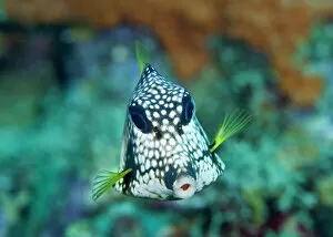 Sea Life Collection: Smooth Trunkfish