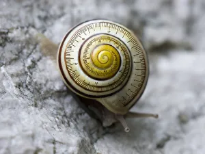 snail-time (is not a precise measurement) snail-time (is not a precise measurement)