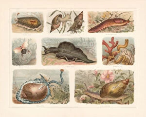 Images Dated 7th January 2019: Snails (Gastropoda), chromolithograph, published in 1897