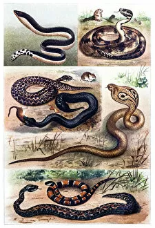 Related Images Gallery: Snakes