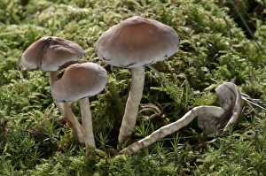 Snakeskin Brownie -Hypholoma marginatum-, Untergroningen, Abtsgmuend, Baden-Wurttemberg Snakeskin Brownie -Hypholoma marginatum-, Untergroningen, Abtsgmuend, Baden-Wurttemberg
