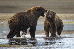 <b class=qtipBold><figcaption>Snarling</figcaption></b><br>Two coastal brown bears quarrel over a salmon fishing spot in Katmai National Park and preserve.<br><em>© 2015 Chase Dekker Wild-Life Images</em> Snarling