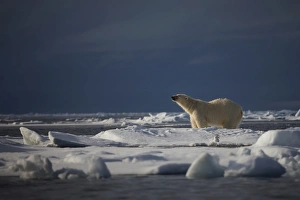 <b class=qtipBold><figcaption>Sniffing</figcaption></b><br>A polar bear sniffs the cold arctic air in search of his next meal. Around him, ice floes continue to thin and melt making it ever more difficult to hunt seals. Taken off the northern coast of the Svalbard Archipelago.<br><em>© 2012 Chase Dekker Wild-Life Images</em> Sniffing