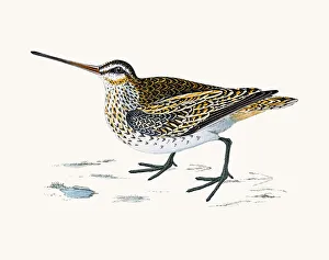 <b class=qtipBold><figcaption>Snipe bird</figcaption></b><br>A photograph of an original hand-colored engraving from The History of British Birds by Morris published in 1853-1891.<br><em>© mashuk</em> Snipe bird