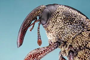 <b class=qtipBold><figcaption>Snout Weevil</figcaption></b><br>Closeup-Extreme of Beetle (Snout Weevil)<br><em>© Donald Jusa</em> Snout Weevil